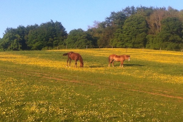 Turnout Fields